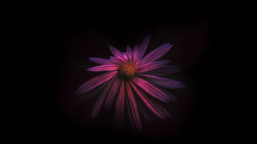 1920x1080 Flower Dark Backgrounds Laptop Full , Backgrounds, and HD wallpaper 1920x1080 Flower Dark Backgrounds Laptop Full , Backgrounds, and HD wallpaper