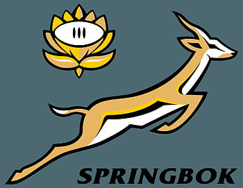 Bokkie, springboks 2019 HD phone wallpaper | Pxfuel