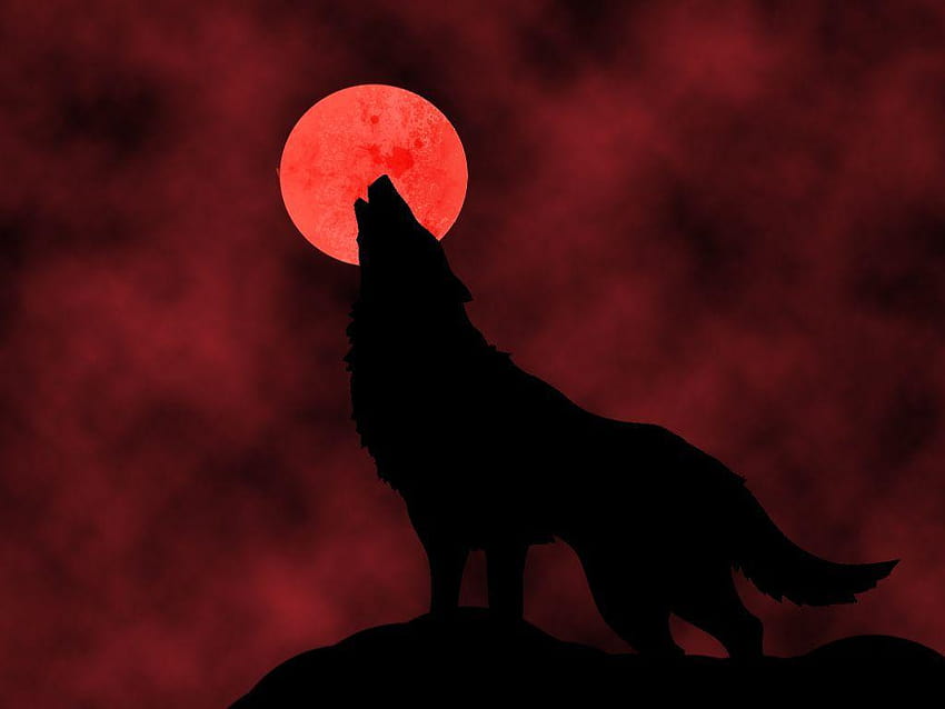 red wolf howling at moon