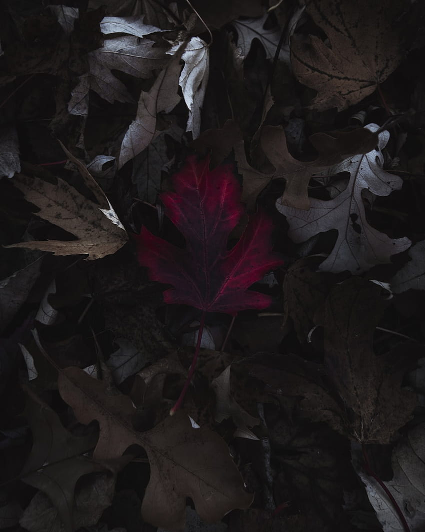 rotes Ahornblatt auf braunen Blättern – Blatt, schwarze Blätter HD-Handy-Hintergrundbild