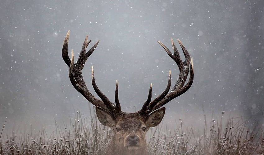 Animals., deer antlers HD wallpaper