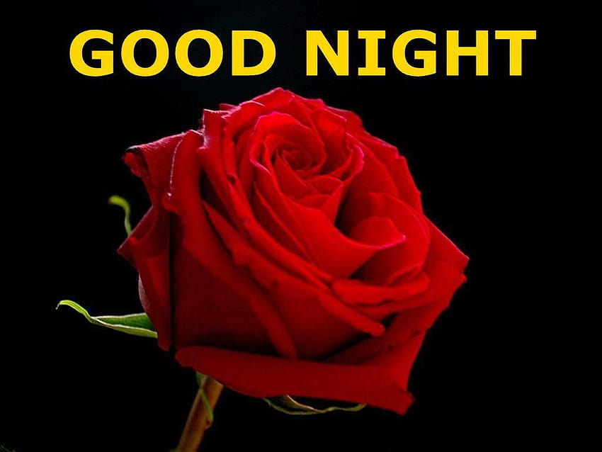 Good Night Red Rose – HAPPY WONDER WORLD, night rose HD wallpaper | Pxfuel