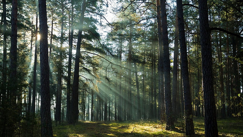 2560x1440 일광, 나무, 숲, 경치, 숲 나무 사이로 비치는 태양 광선 HD 월페이퍼