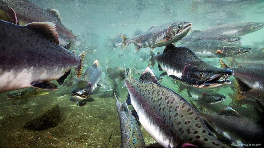 3 Salmon Fishing HD wallpaper