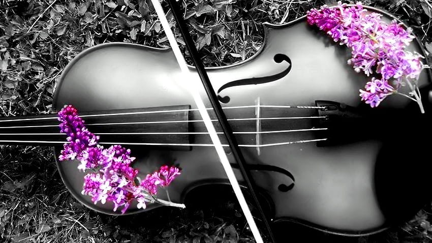 Violin High Definition High Quality [1920x1080] for your & Tablet, violinist wallpaper Pxfuel