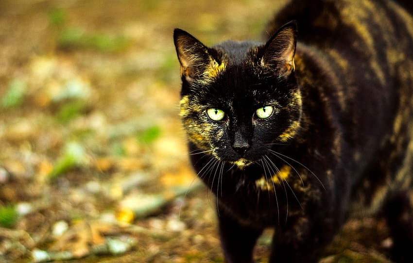 otoño, gato, gato, mira, cara, hojas, follaje, negro, caminar, ojos verdes, bokeh, manchado, abigarrado, sección кошки, gatos negros otoño fondo de pantalla