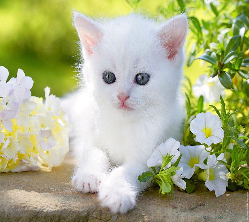 30 Beautiful Baby Cat, cute white cat for HD wallpaper