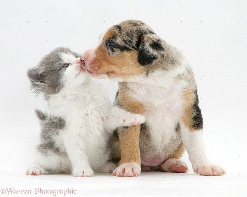 puppies kissing wallpaper