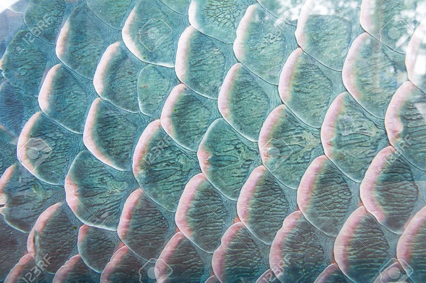 Texture d'échelle de poissons, gros plan pour le fond, fish scales HD wallpaper