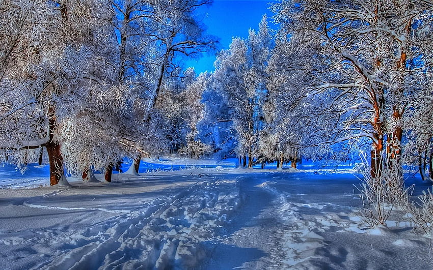 Nature landscapes trees forest path trail foot prints r blue, winter forest path snow HD wallpaper