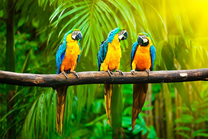 Macaw Parrot HD wallpaper
