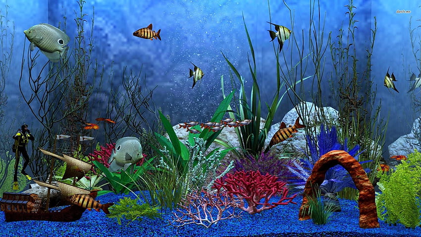 6 Fish Tank, aquarium HD wallpaper | Pxfuel
