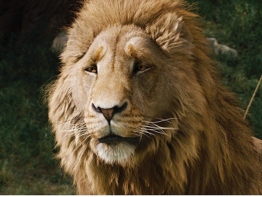 Aslan (Lion) - The Chronicles of Narnia - Zerochan Anime Image Board