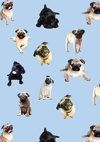 1360x768 Adorable Pug Laptop HD HD 4k Wallpapers Images Backgrounds  Photos and Pictures