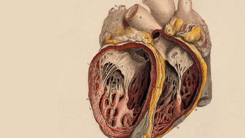 Best 6 Anatomy on Hip, heart anatomy HD wallpaper