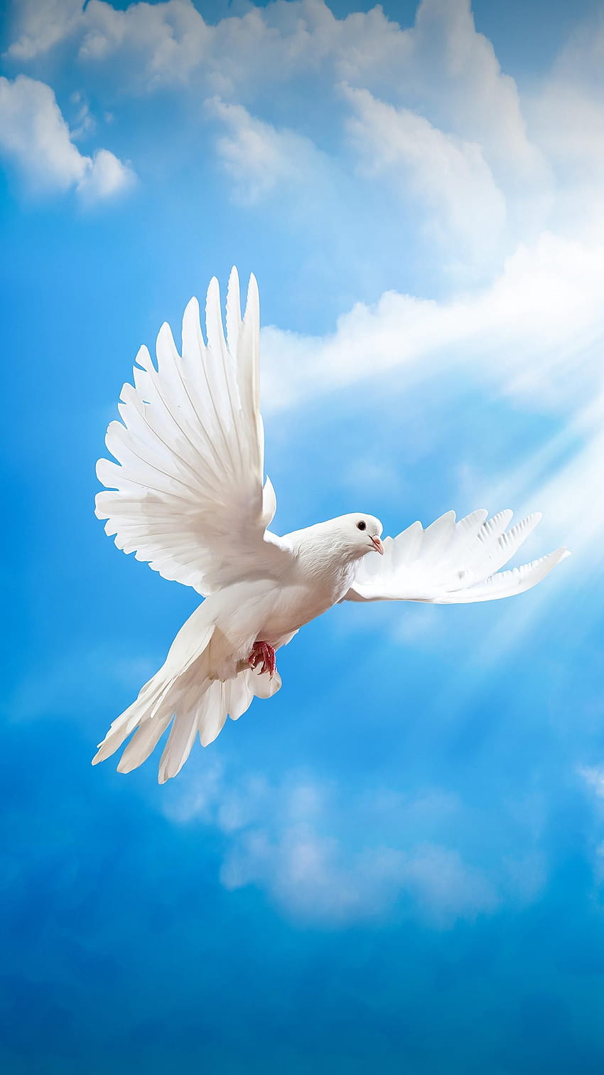 Pigeon, simbol perdamaian., merpati tunggal wallpaper ponsel HD