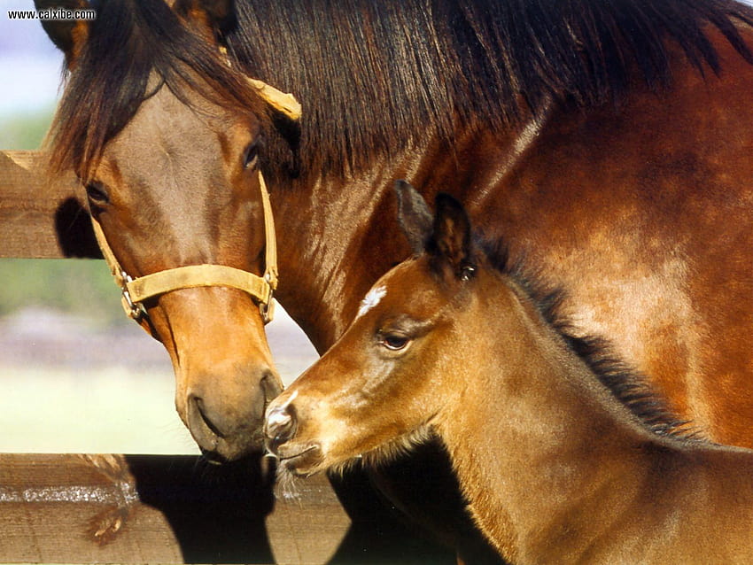 American Quarter Horse , 49 American Quarter Horse, baby horses HD wallpaper