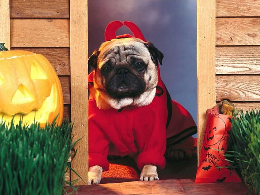 Pug Halloween , Screensaver, Backgrounds, puppy halloween HD wallpaper