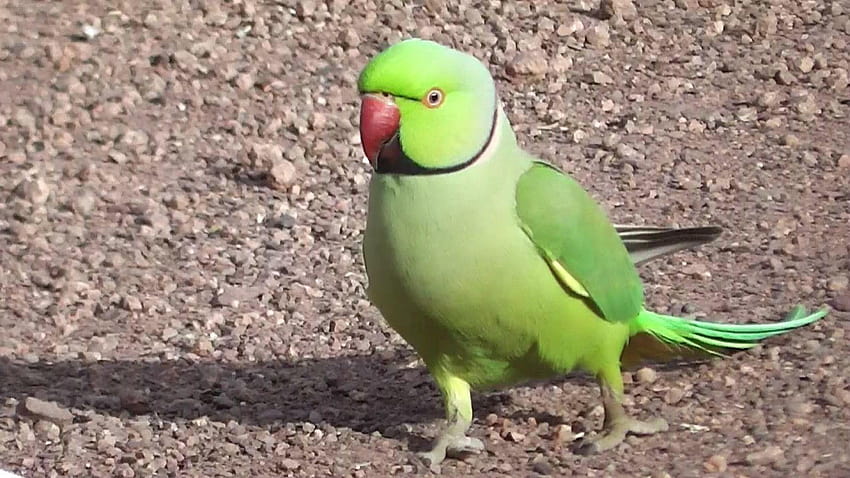 Cute Green Parrot New Full hoots HD wallpaper
