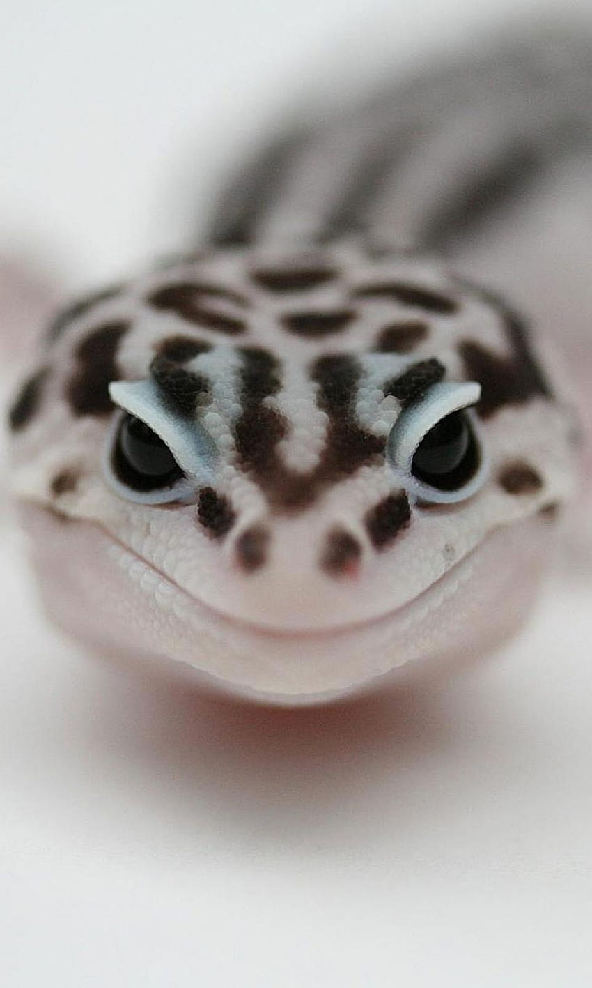 Leopar Gecko , Yazan May Barnett HD telefon duvar kağıdı