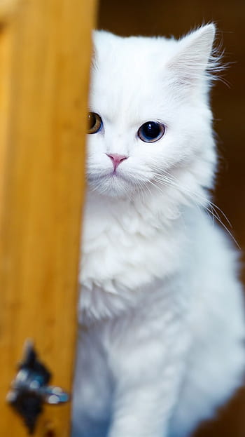 White cat look at you HD wallpapers | Pxfuel