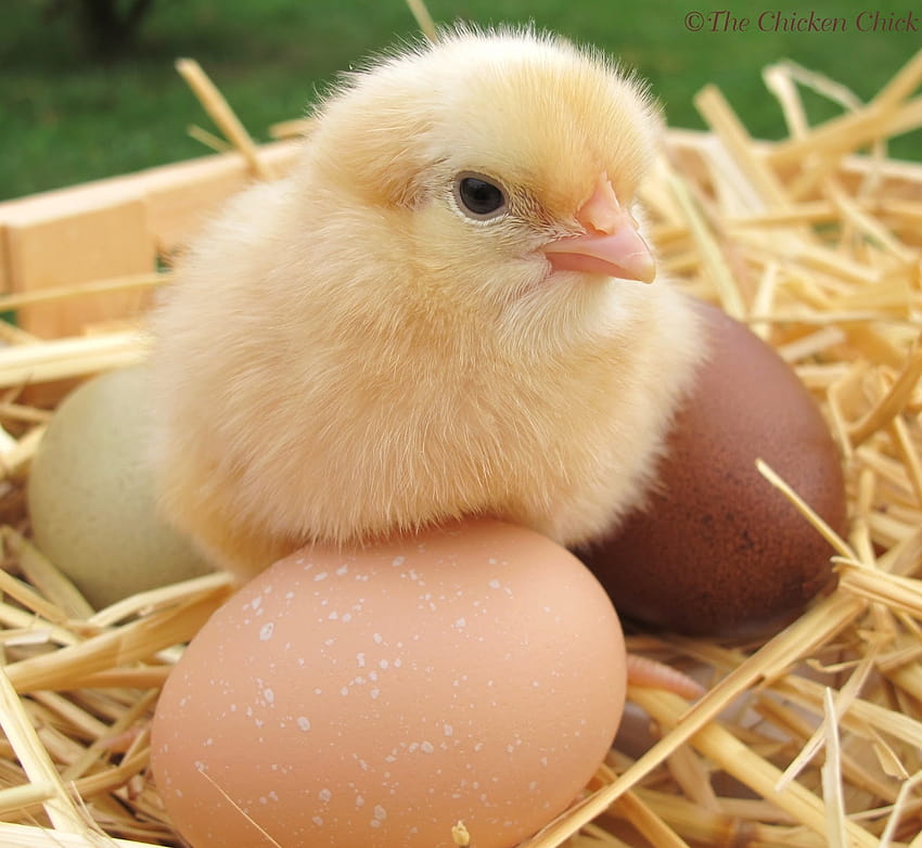 Page 4 | cute chickens HD wallpapers | Pxfuel