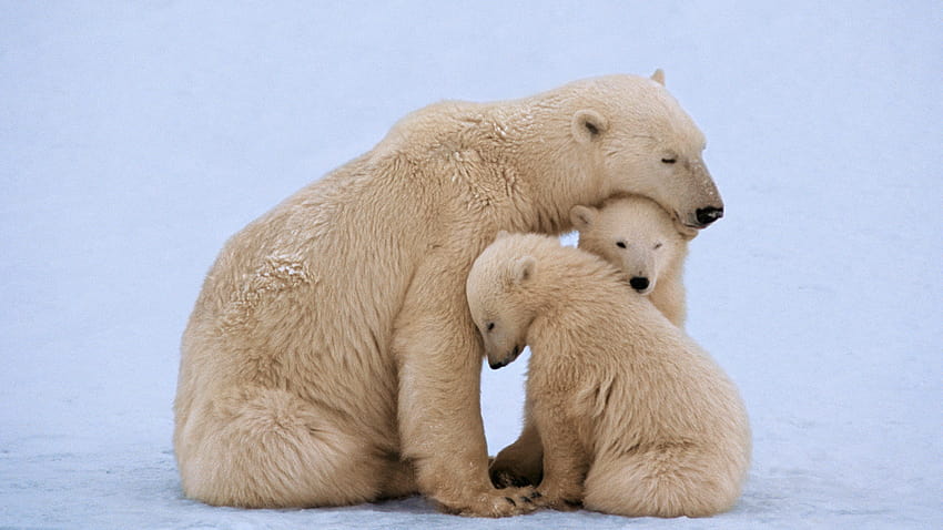It's twins! Detroit Zoo announces birth of 2 polar bear cubs HD wallpaper