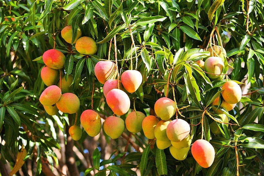 Indeks /cdn/ /728, drzewo mango alfanso pełne Tapeta HD