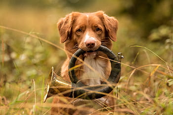 can a nova scotia duck tolling retriever live in pakistan