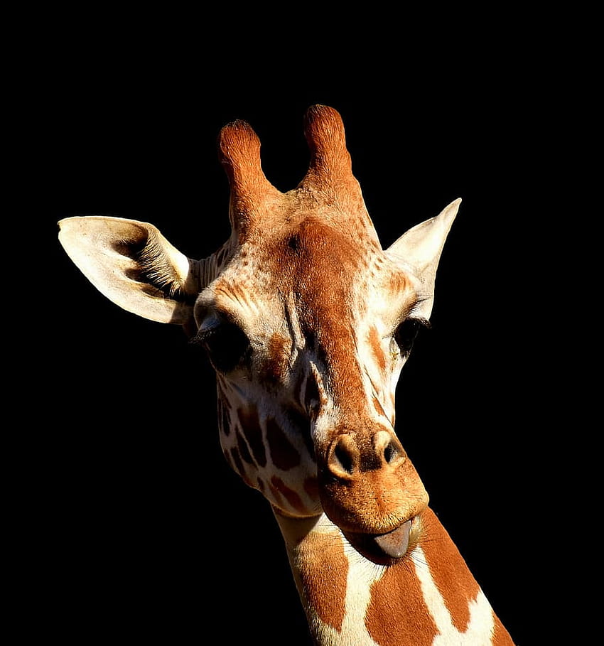 : жираф, нахален, изплезен език, смешни, сладки, забавни жирафи HD тапет за телефон
