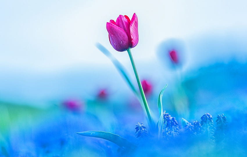 花、空、花、ピンク、チューリップ、ぼかし、春、つぼみ、青い背景、ムスカリ、セクション 高画質の壁紙