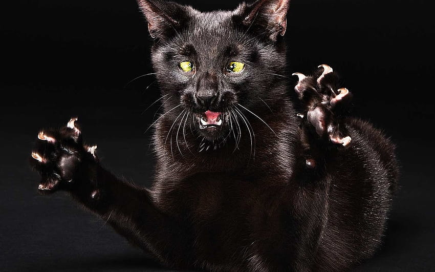 Scary Cat posted by Sarah Tremblay, creepy cat HD wallpaper