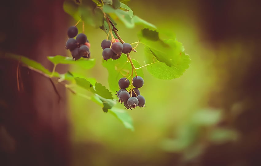 greens, forest, leaves, sprig, berry, Saskatoon , section природа HD wallpaper