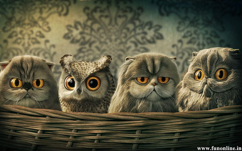 animated owl desktop background
