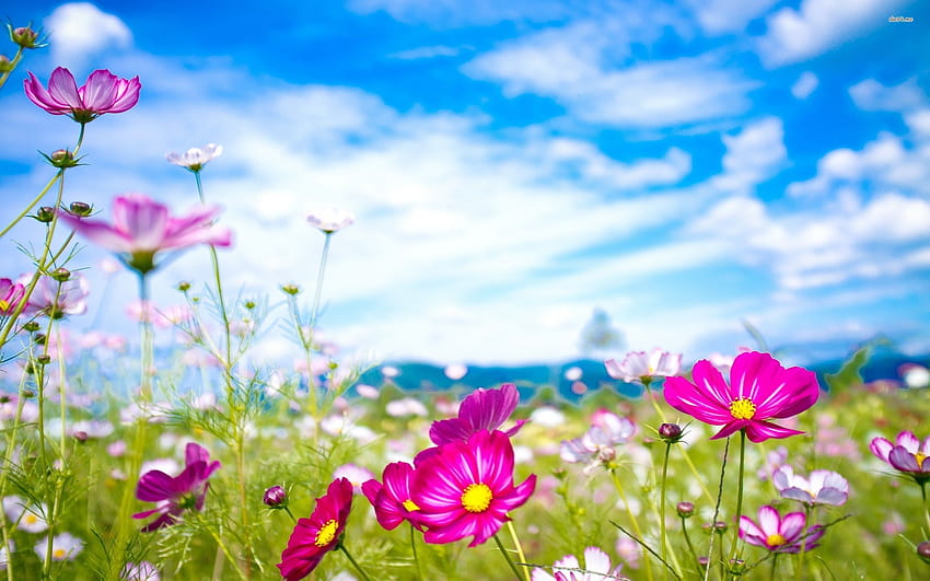Natürliche Blume, Naturblumen HD-Hintergrundbild