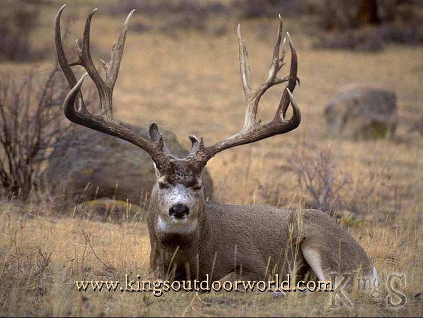 4 Mule Deer Buck HD wallpaper