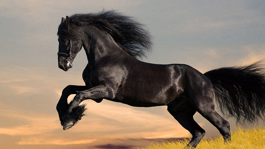 Friesian Horse, black horse jumping HD wallpaper
