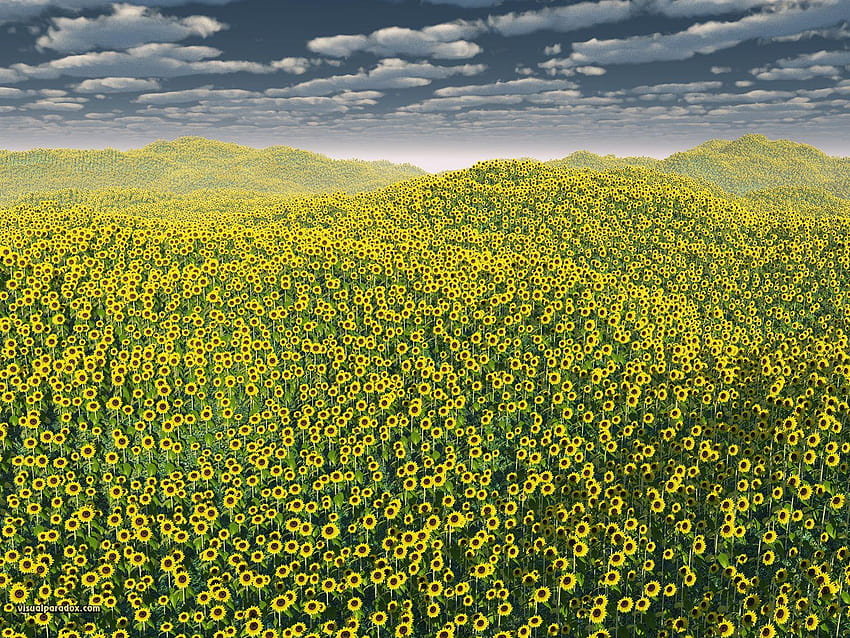 3D 'Good Morning Sunshine' 1600x1200, helianthus annuus HD wallpaper