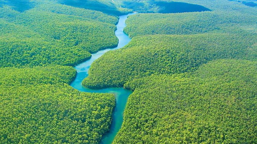 Amazon Rainforest In Brazil HD wallpaper