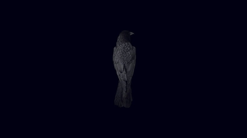 black backgrounds bird raven, bird minimalist HD wallpaper