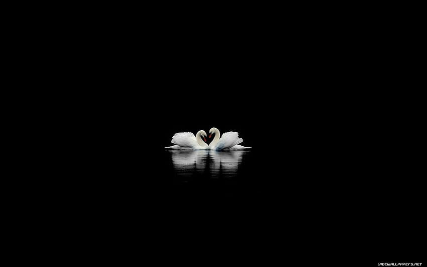 Black Swans on a Black Lake [1440x900] for your , Mobile & Tablet, bts black swan computer HD wallpaper
