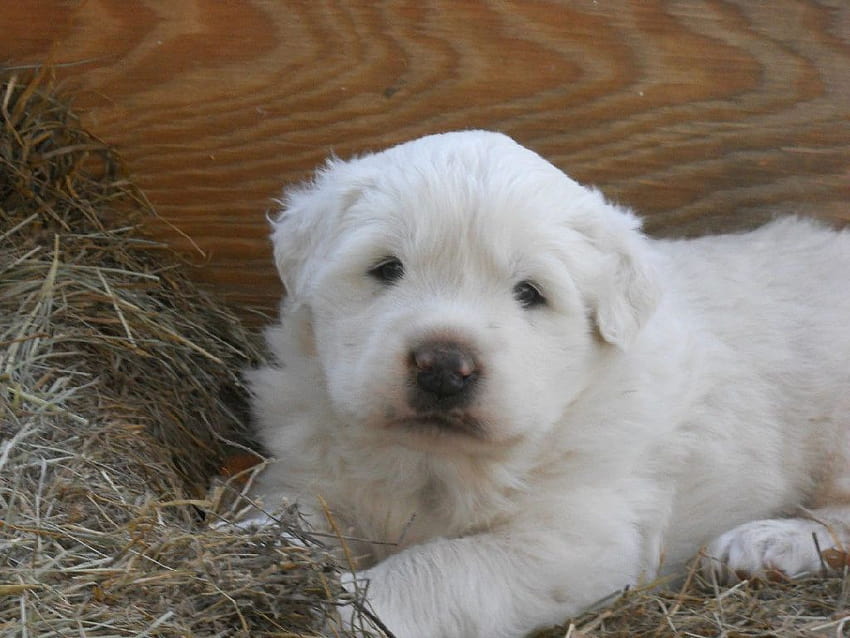 Great Pyrenees Livestock Dogs HD wallpaper