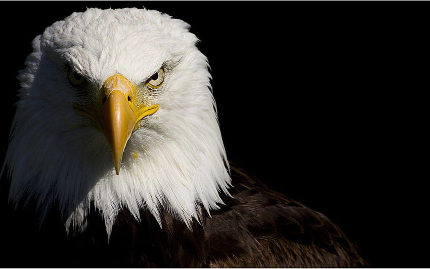 eagles backgrounds HD wallpaper