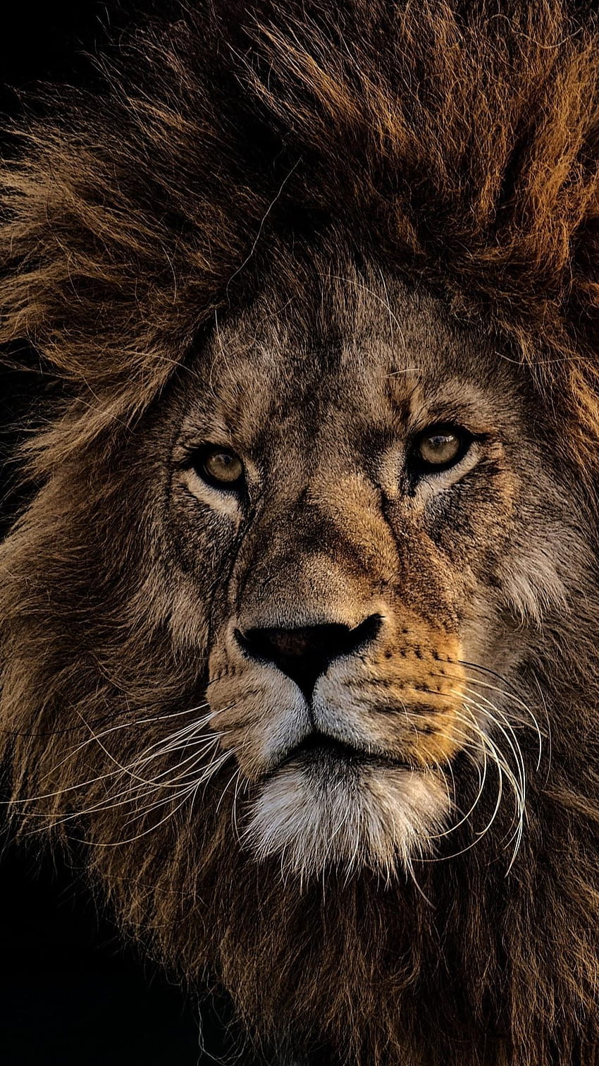 Lion, face, mane, black backgrounds 1080x1920 iPhone 8/7/6/6S, lion face iphone HD phone wallpaper