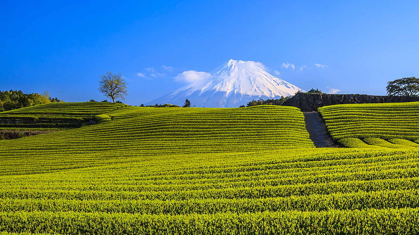 日本の緑茶プランテーションと富士山、静岡、日本、 高画質の壁紙