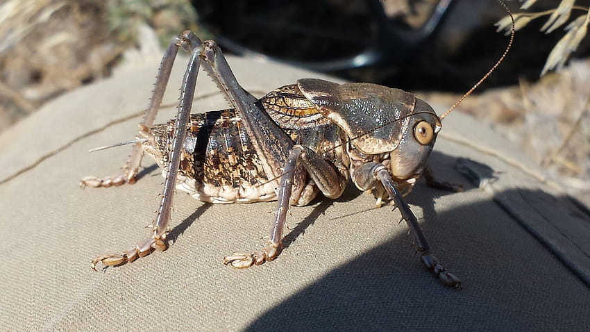 Diese 14 in Utah gefundenen Käfer werden dir Schauer über den Rücken jagen, hässliche Insekten HD-Hintergrundbild