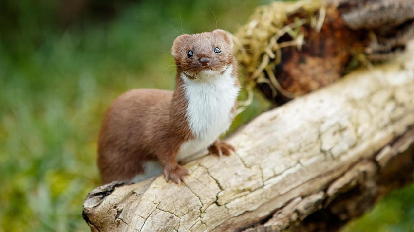 Scientists worry for future of weasels as numbers halve in 50 years HD wallpaper