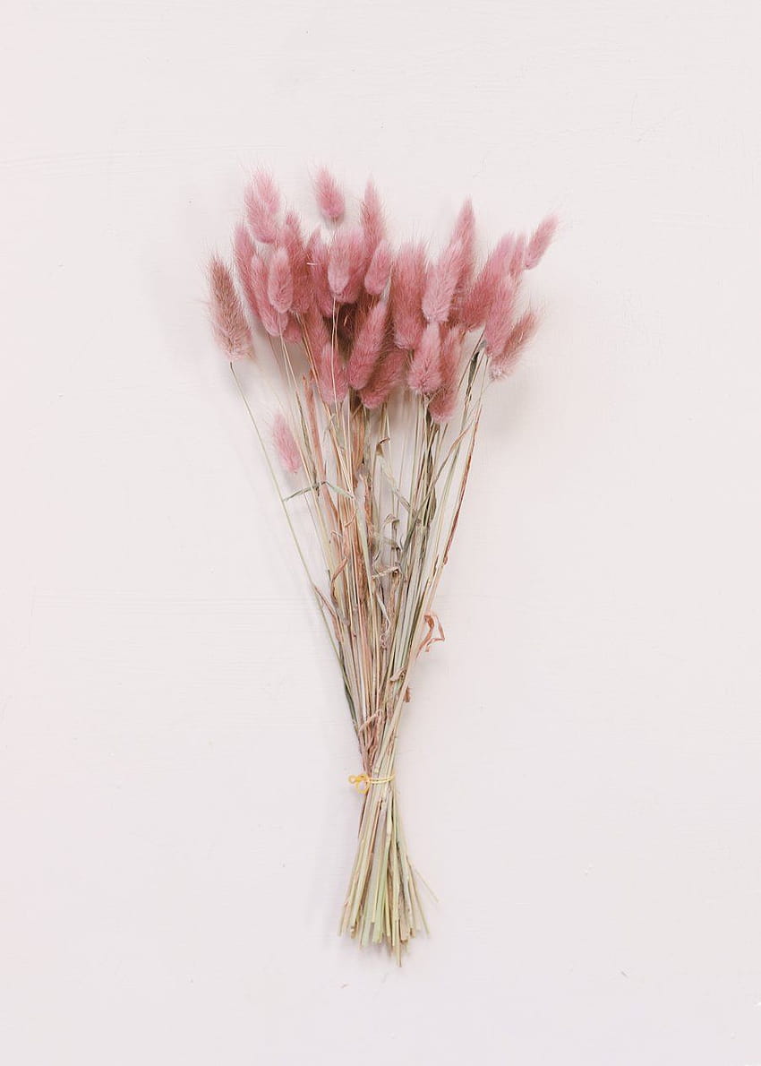 Getrocknetes Hasenschwanzgras, Trockenblumen HD-Handy-Hintergrundbild
