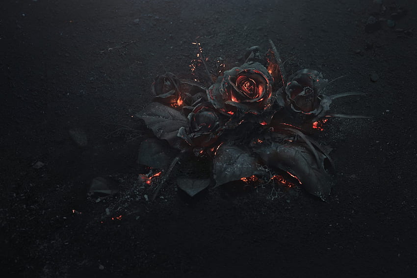 illustrazione rosa nera, cenere, bruciore, astratto, scuro, fiori • For You For & Mobile, rose estetiche nere Sfondo HD