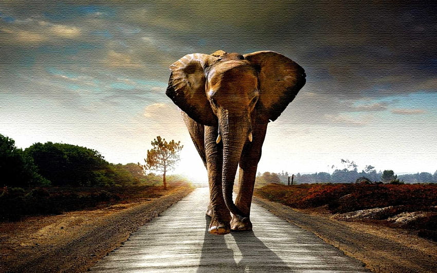 Indian Elephant, Full Backgrounds, Julian Llop HD wallpaper